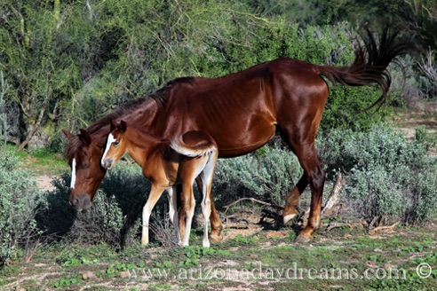 Foal and Mare 2
Vered River, Rio Verde, AZ.